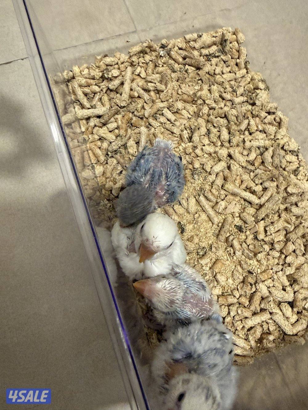 فروخ لوفبيرد عس2