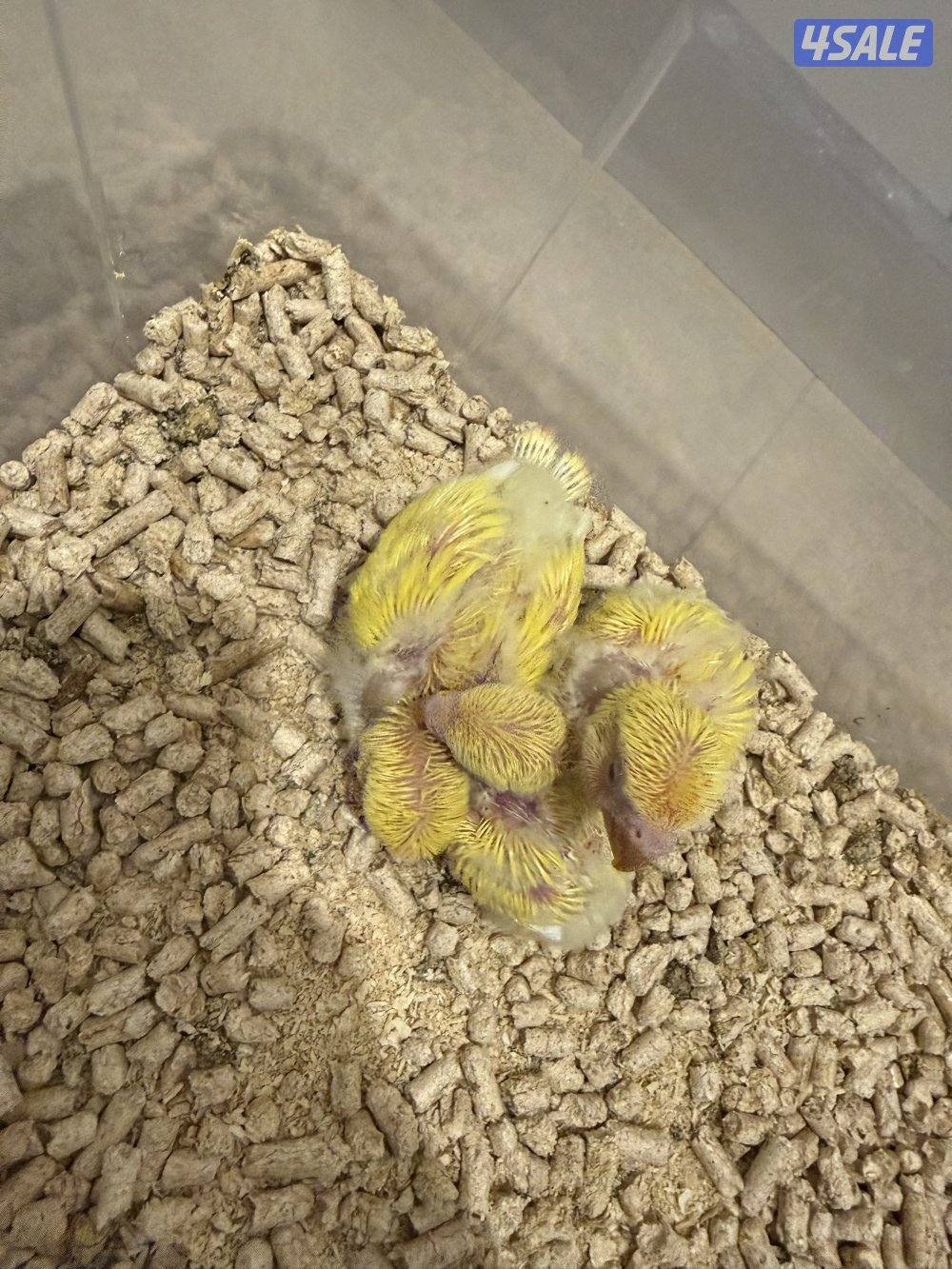 فروخ لوفبيرد عس3