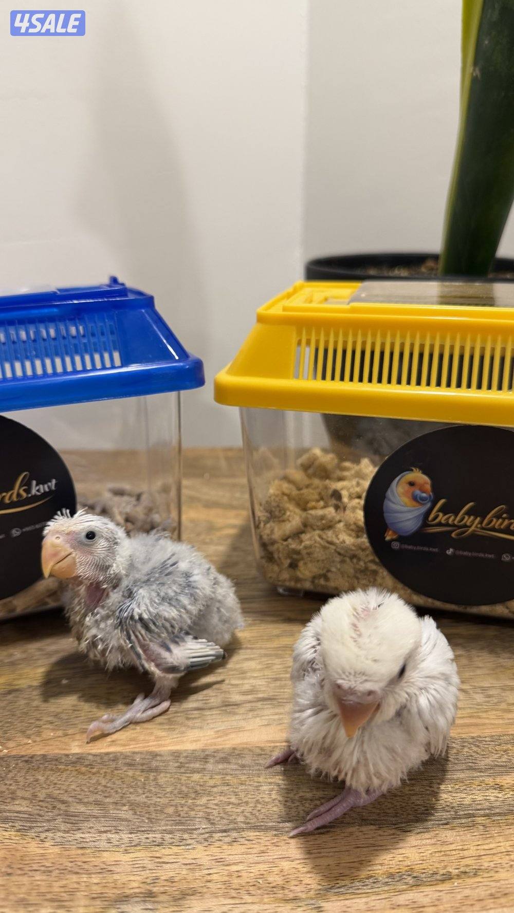 فروخ لوفبيرد عس1