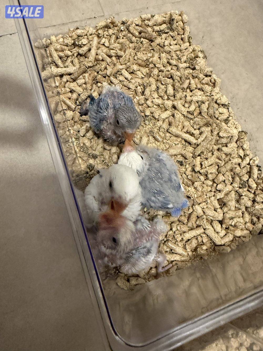 فروخ لوفبيرد عس2