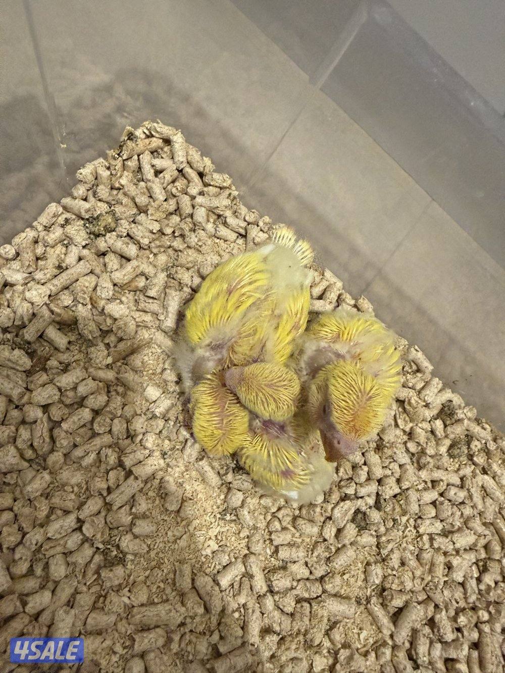 فروخ لوفبيرد عس4