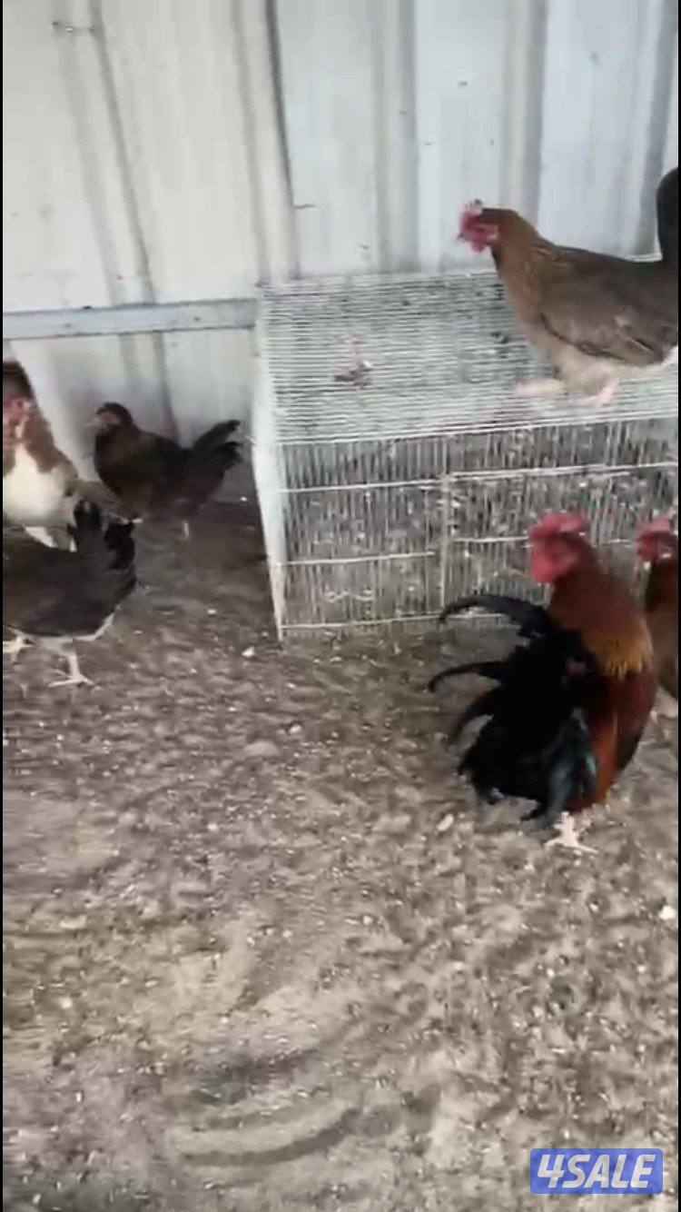 دجاج سيافي0