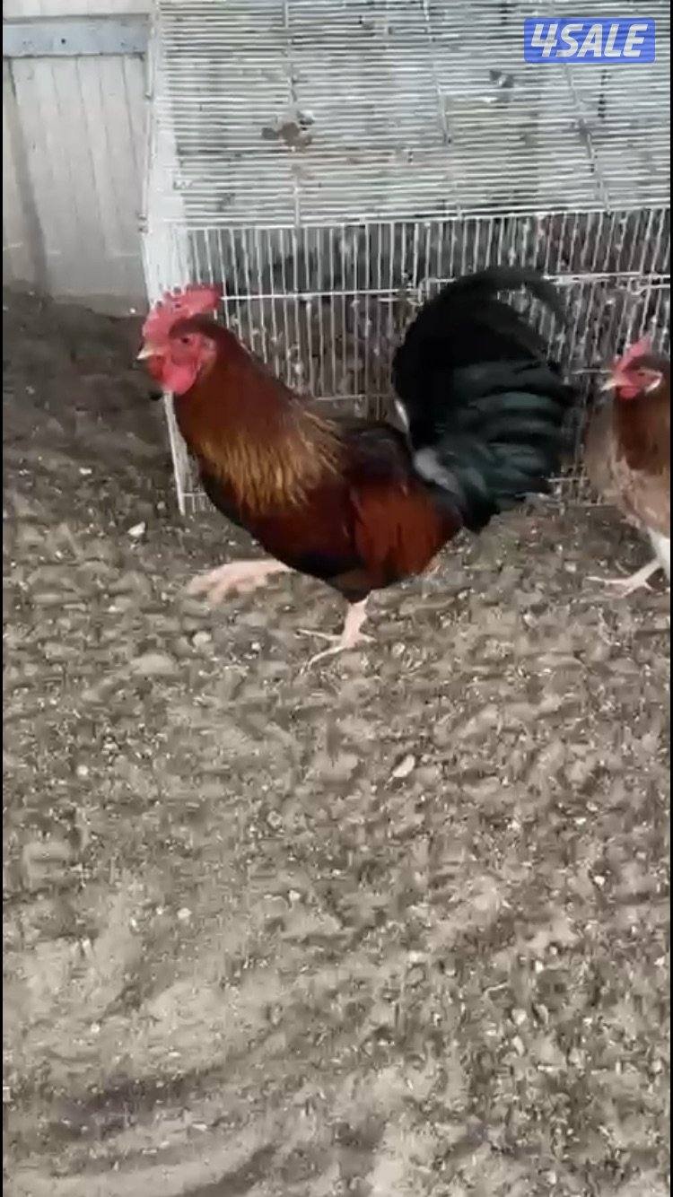 دجاج سيافي1