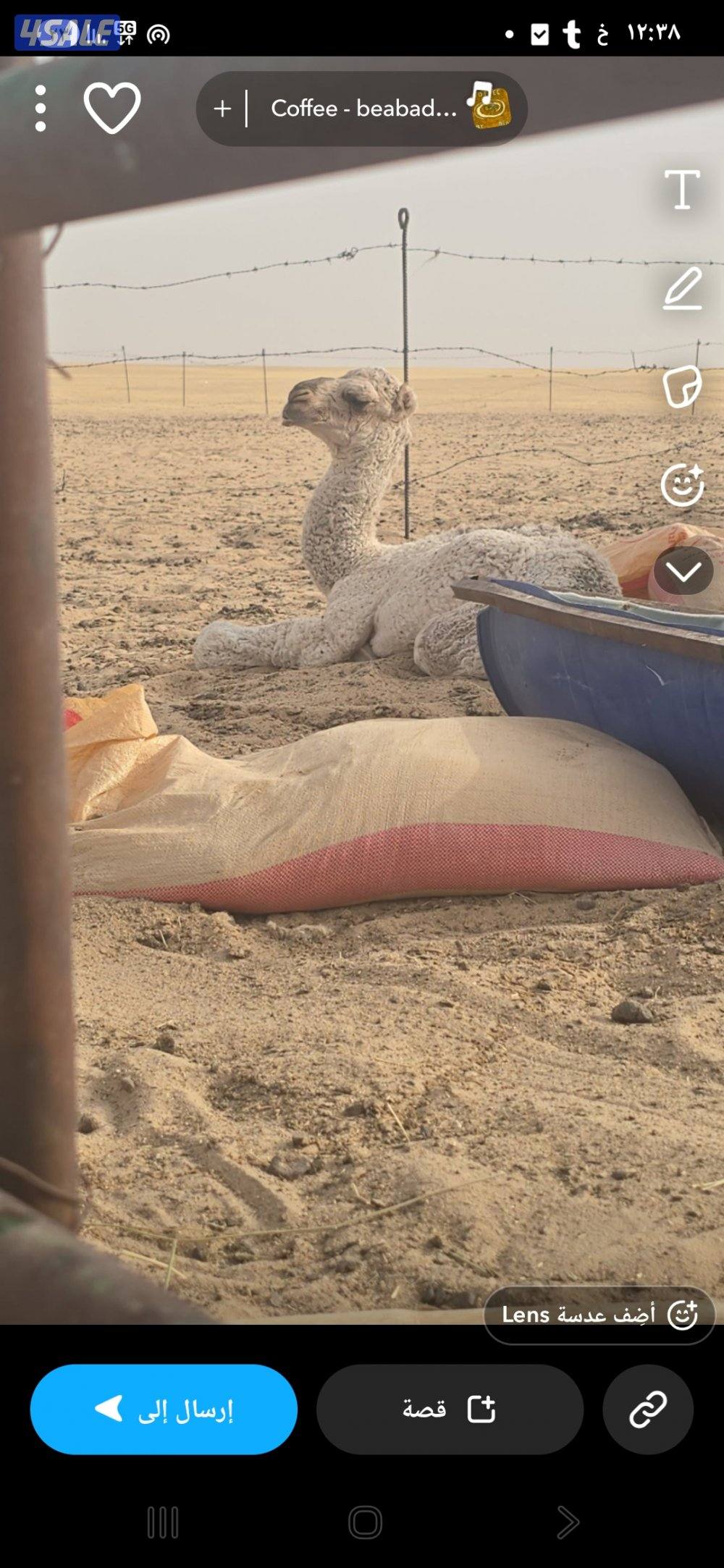 بعير للبيع0