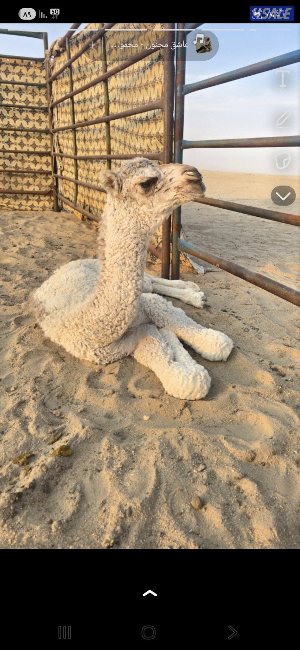 بعير للبيع1