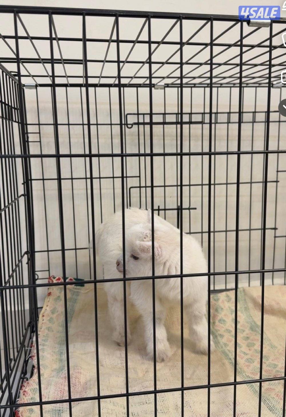 للبيع تيس جيكي عمره شهر تقريبا بصحه سليمه مع قفص كبير ومستلزمات الرضاع1