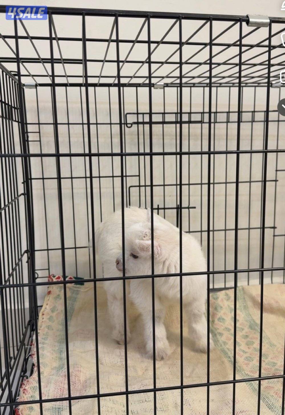 للبيع تيس جيكي عمره شهر تقريبا بصحه سليمه مع قفص كبير ومستلزمات الرضاع3