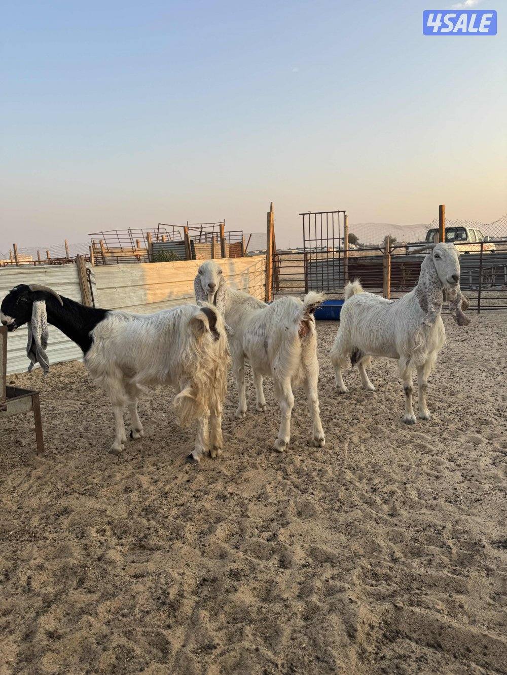 للبيع مطافيل0