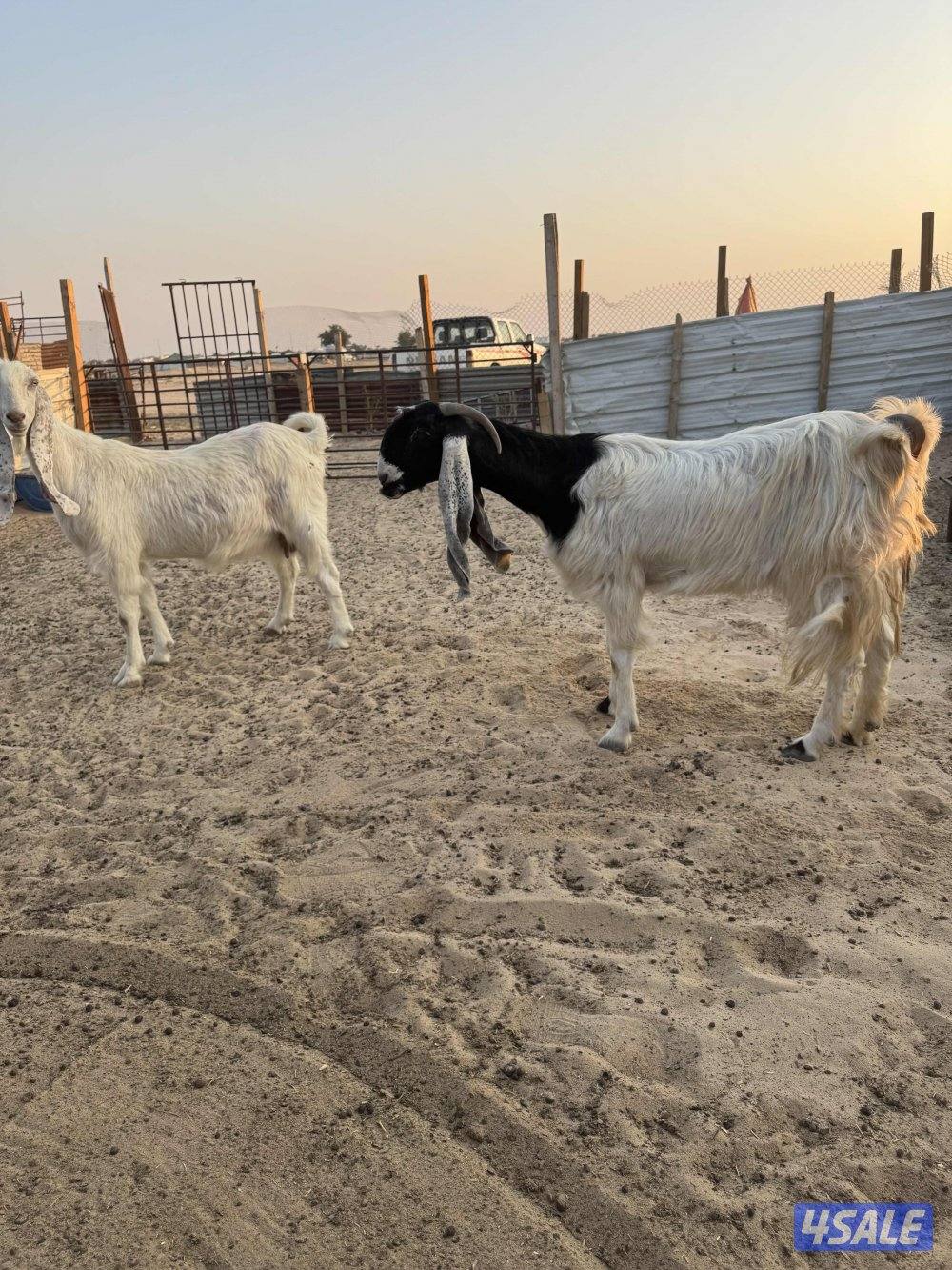 للبيع مطافيل1