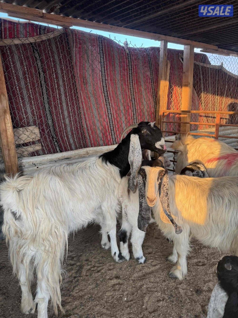 للبيع مطافيل2