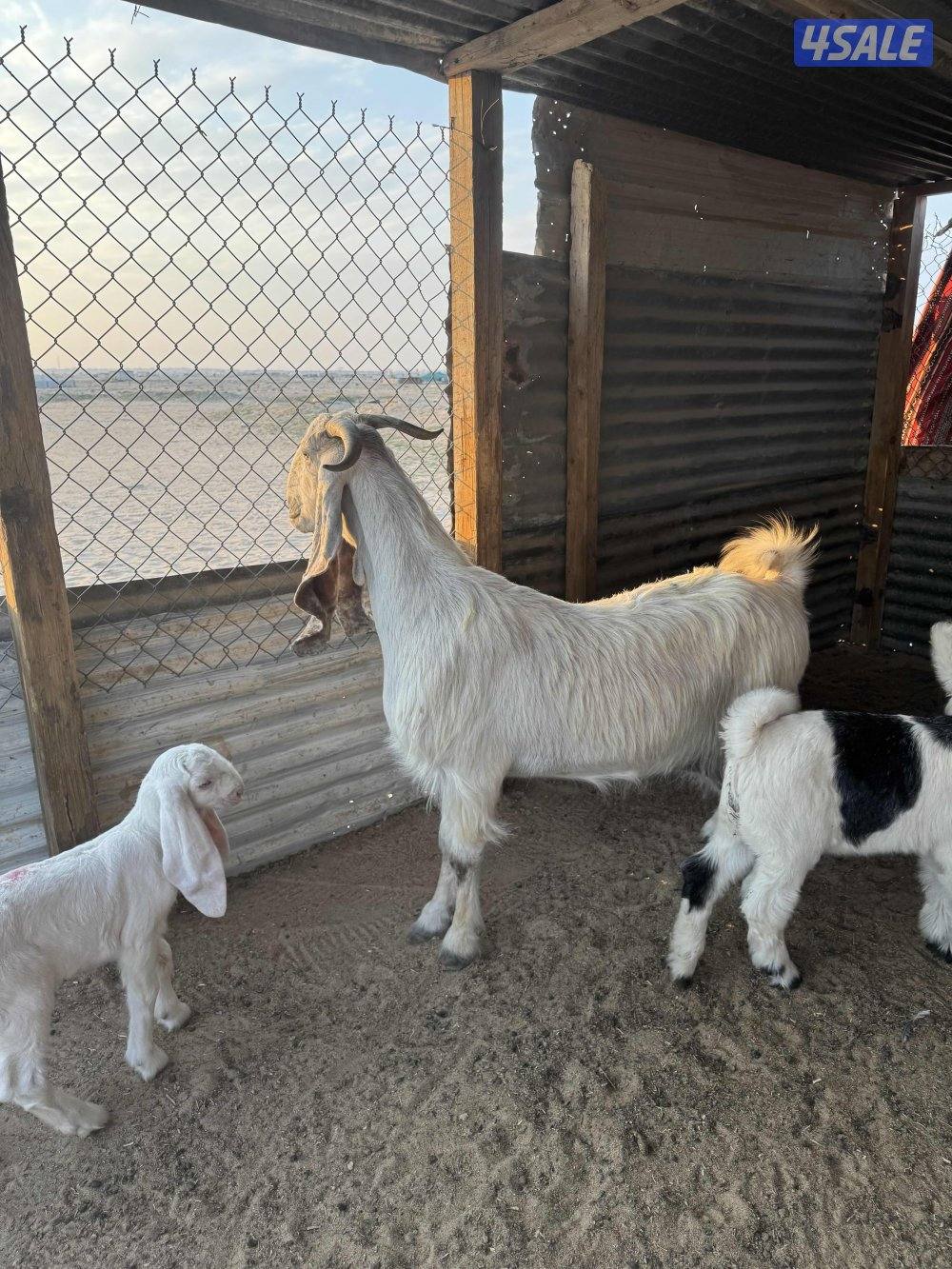 للبيع مطافيل3