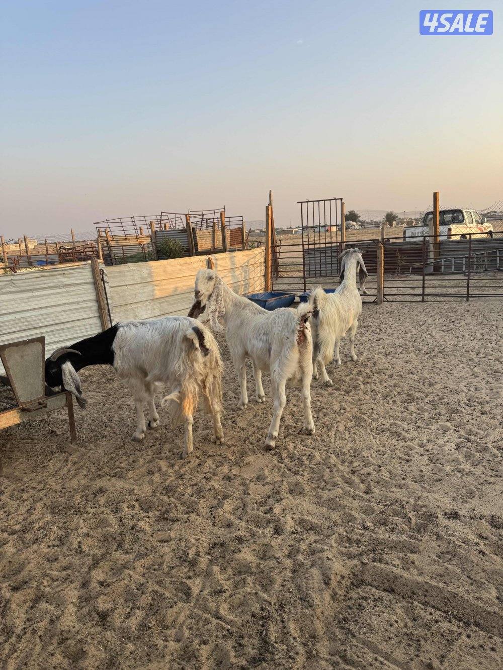 للبيع مطافيل4