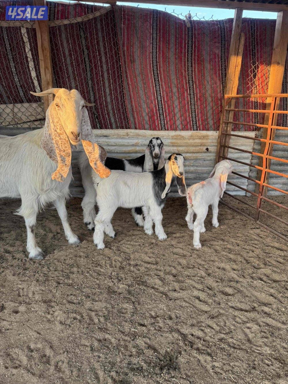 للبيع مطافيل5