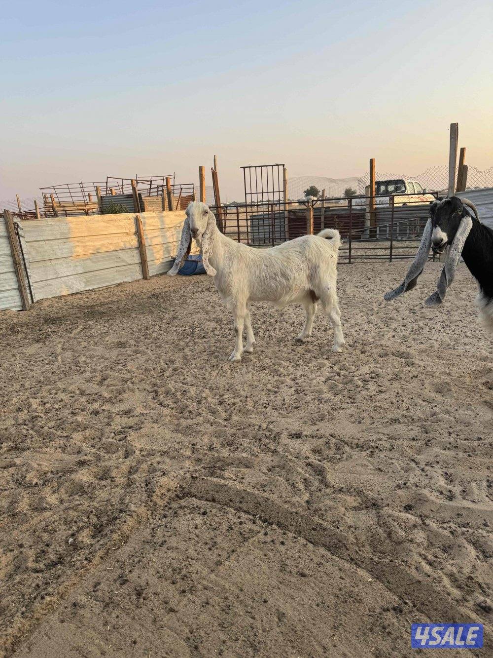 للبيع مطافيل6