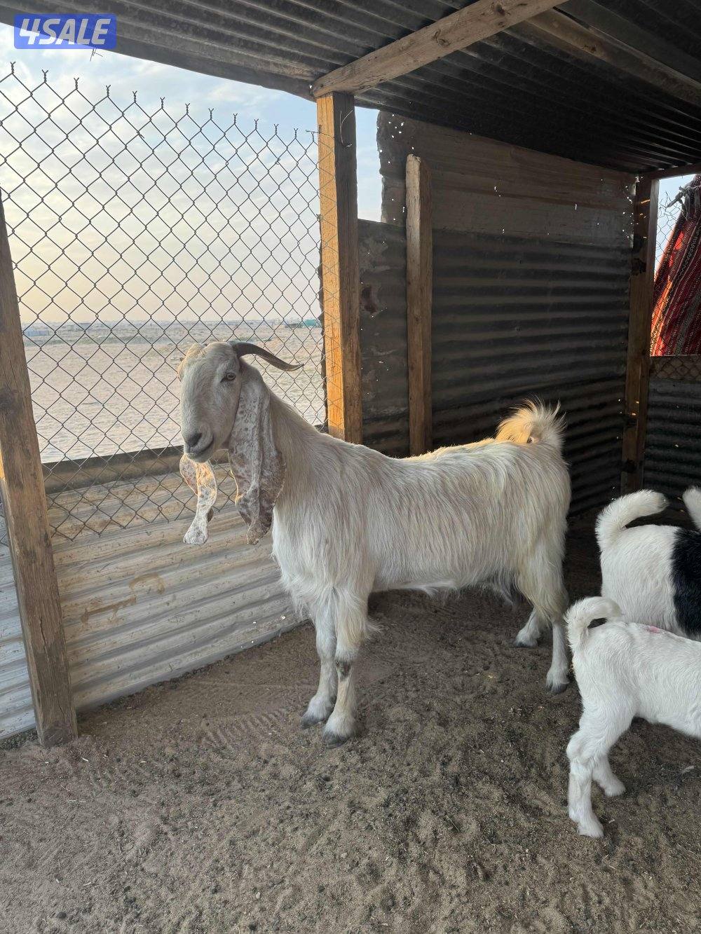 للبيع مطافيل7