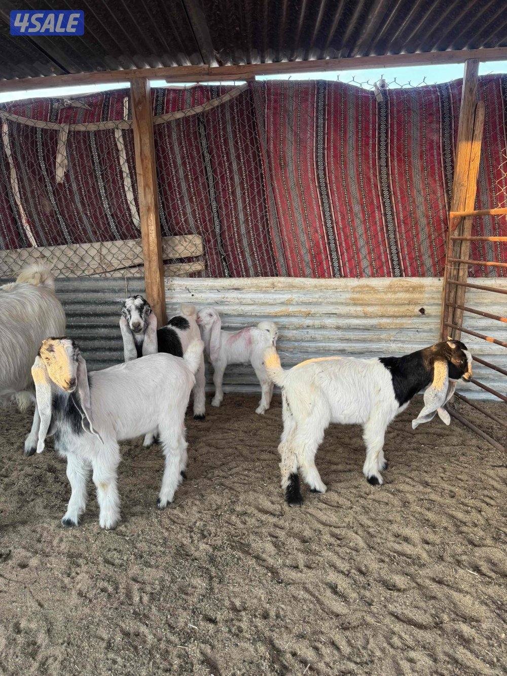 للبيع مطافيل8