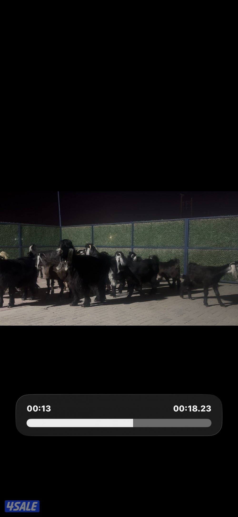 معزا عوارض ربش العداد 14 مع التيس0