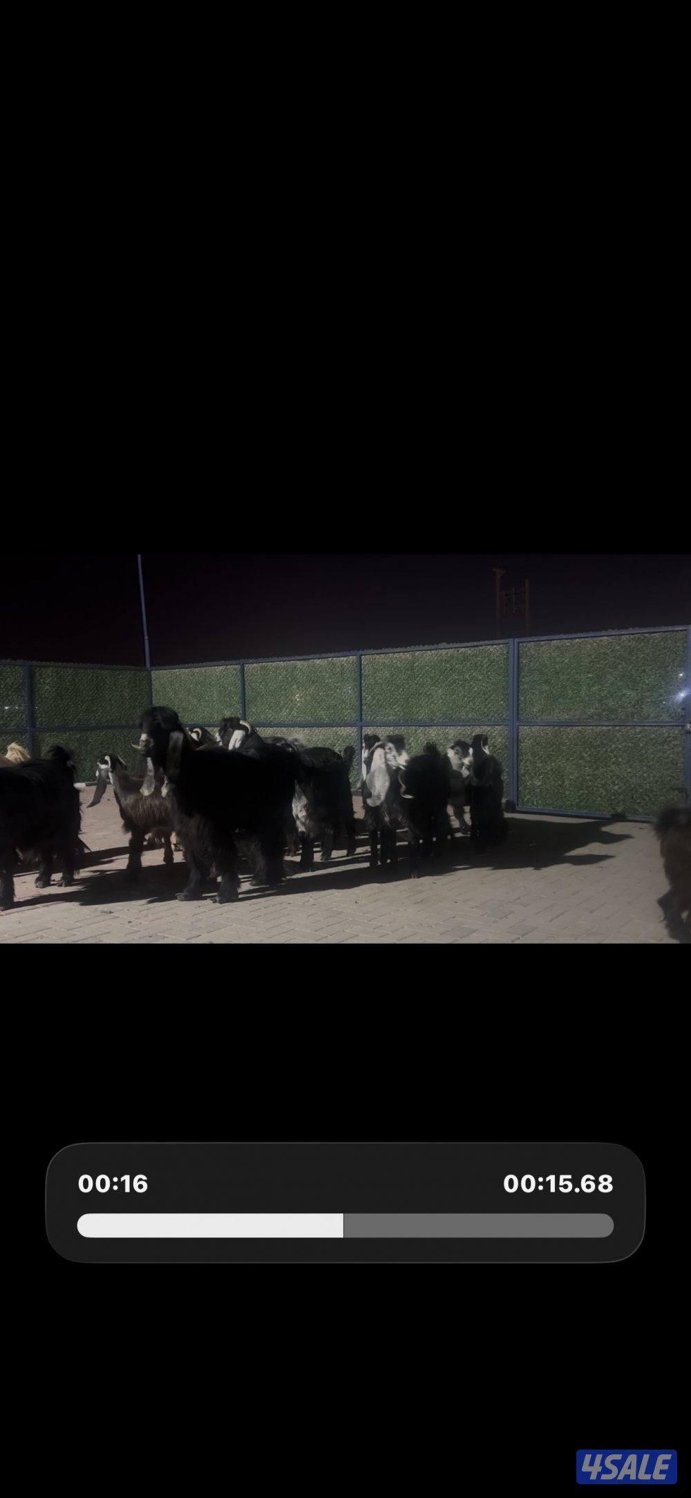 معزا عوارض ربش العداد 14 مع التيس1