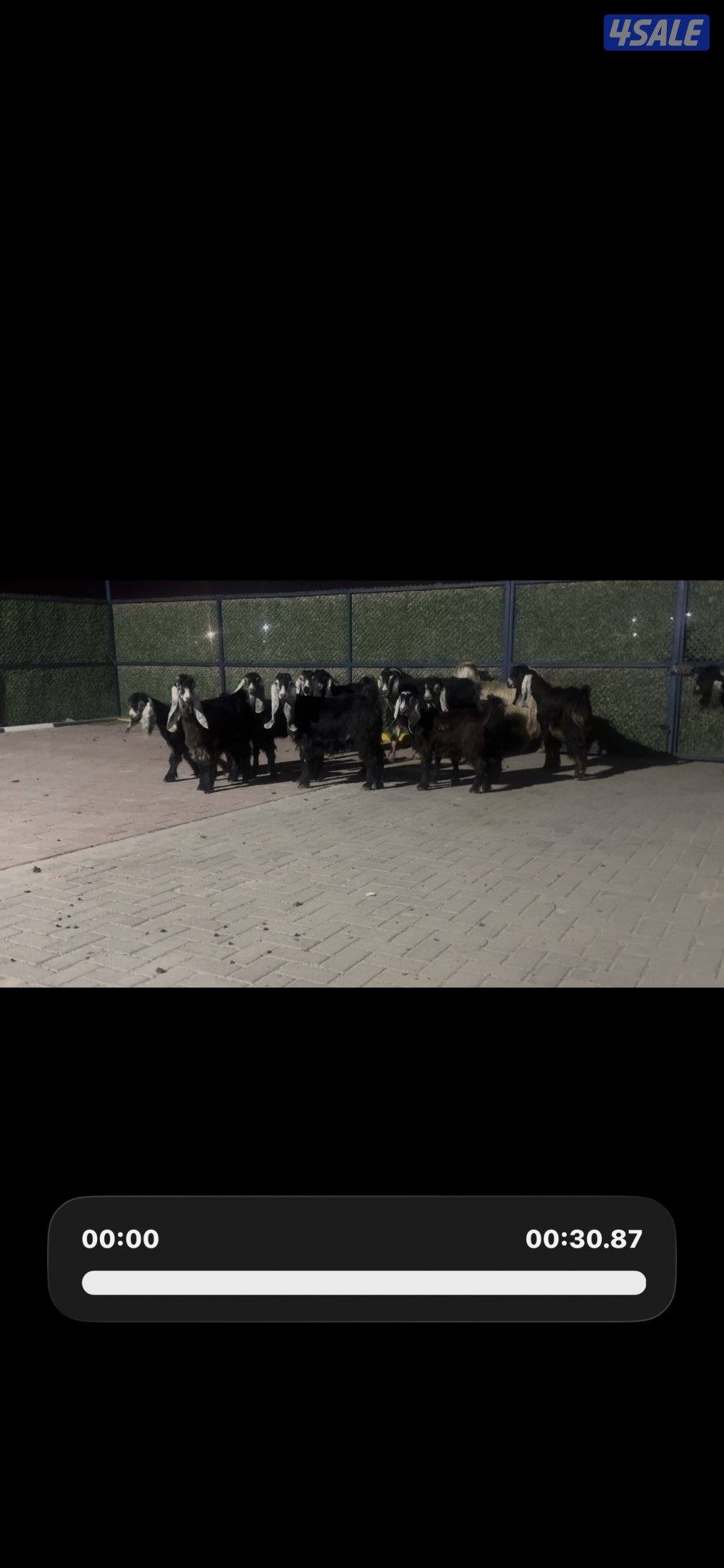 معزا عوارض ربش العداد 14 مع التيس2