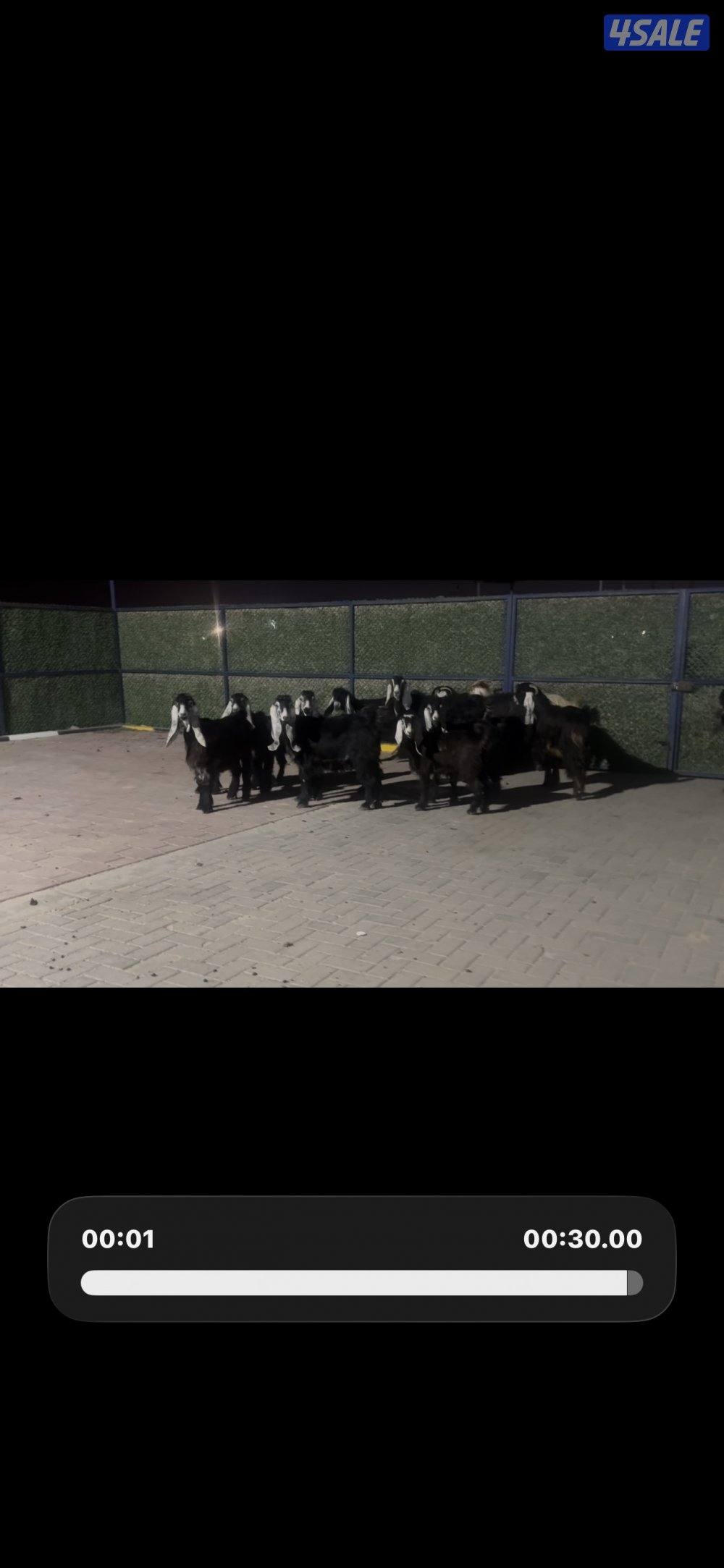 معزا عوارض ربش العداد 14 مع التيس3