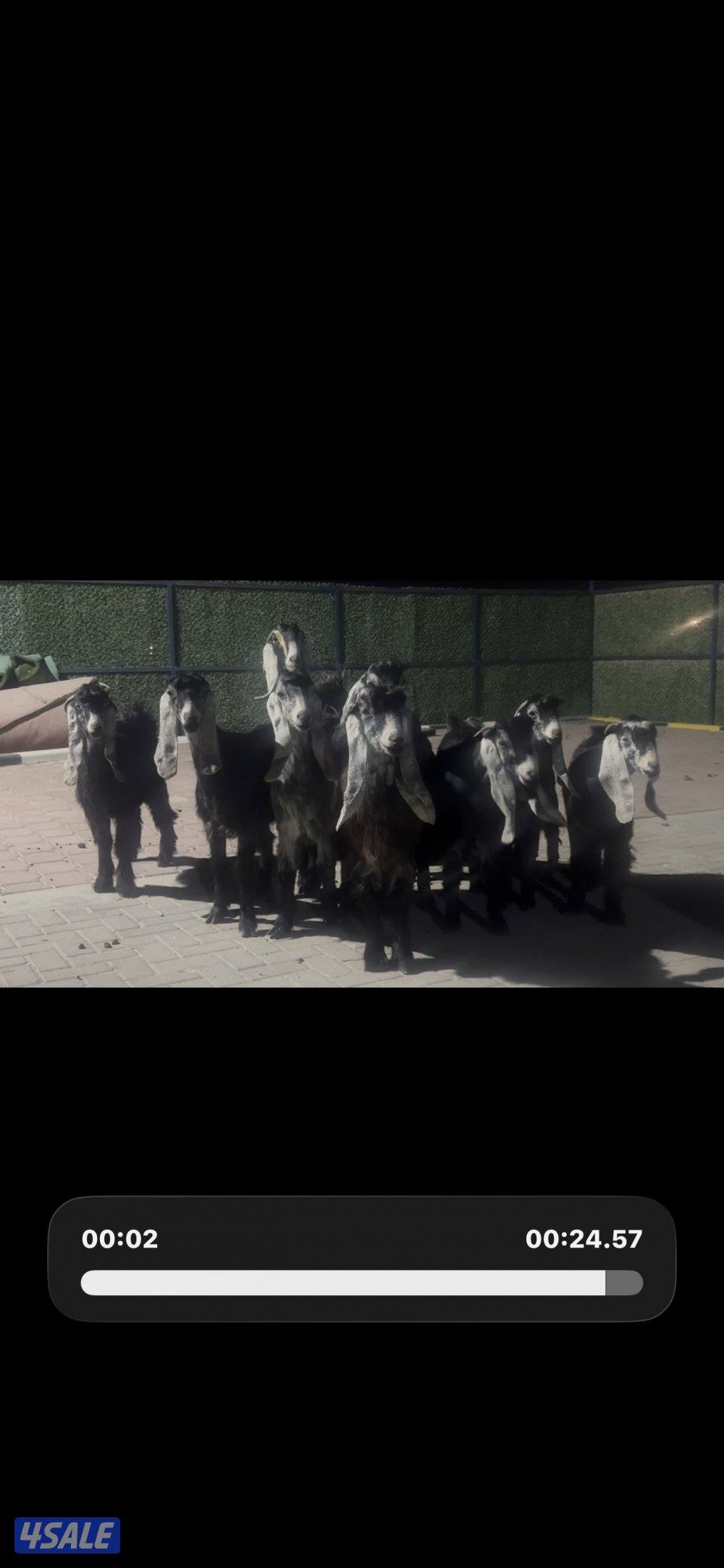 معزا عوارض ربش العداد 14 مع التيس4