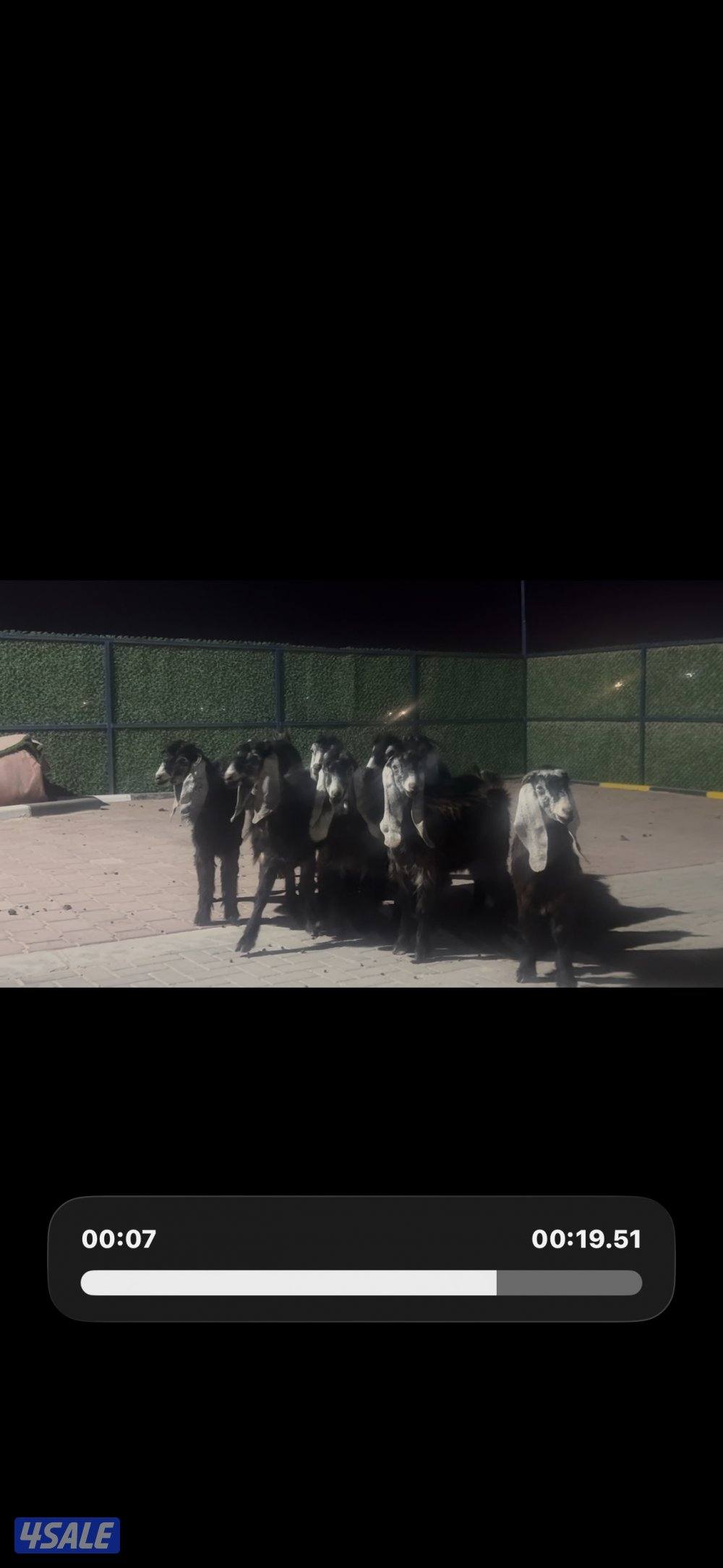 معزا عوارض ربش العداد 14 مع التيس5