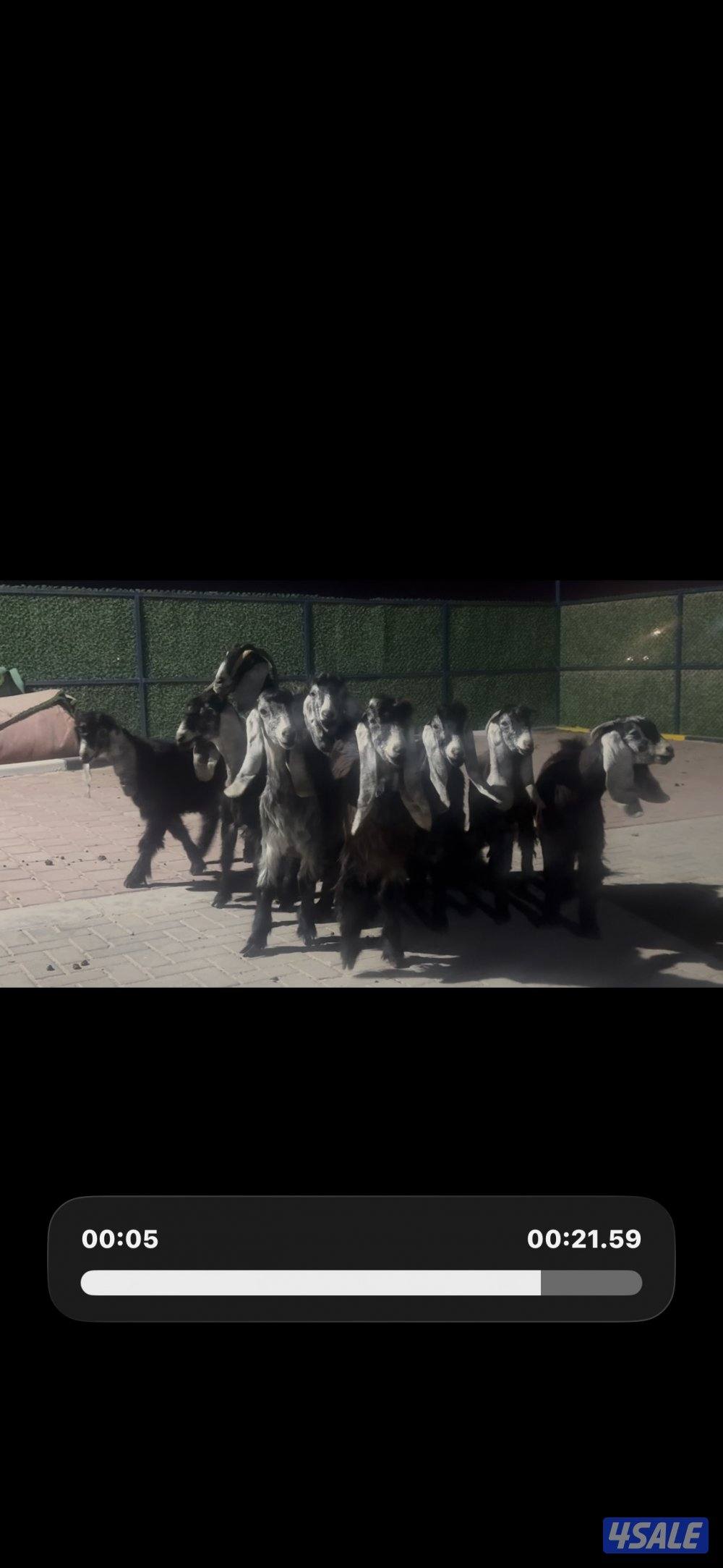 معزا عوارض ربش العداد 14 مع التيس6