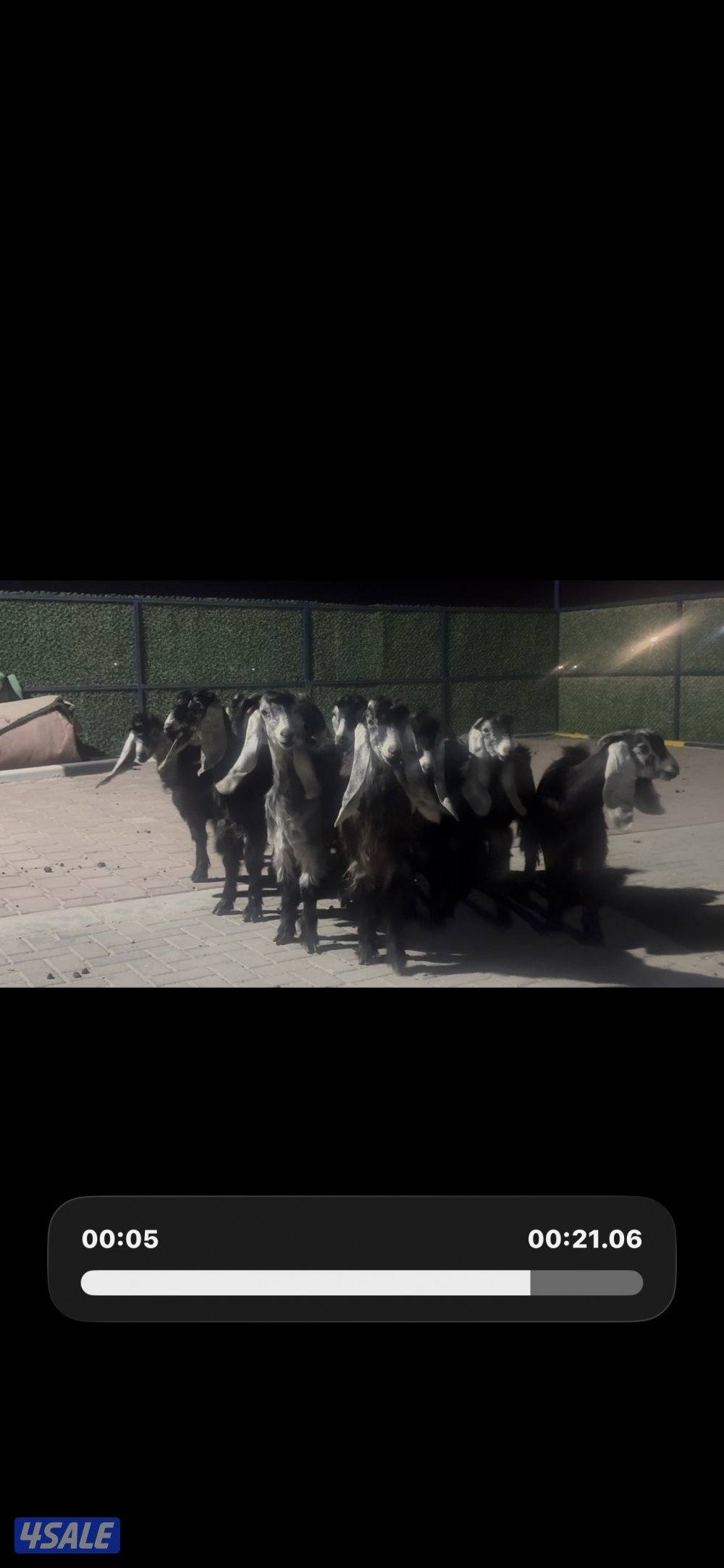 معزا عوارض ربش العداد 14 مع التيس7