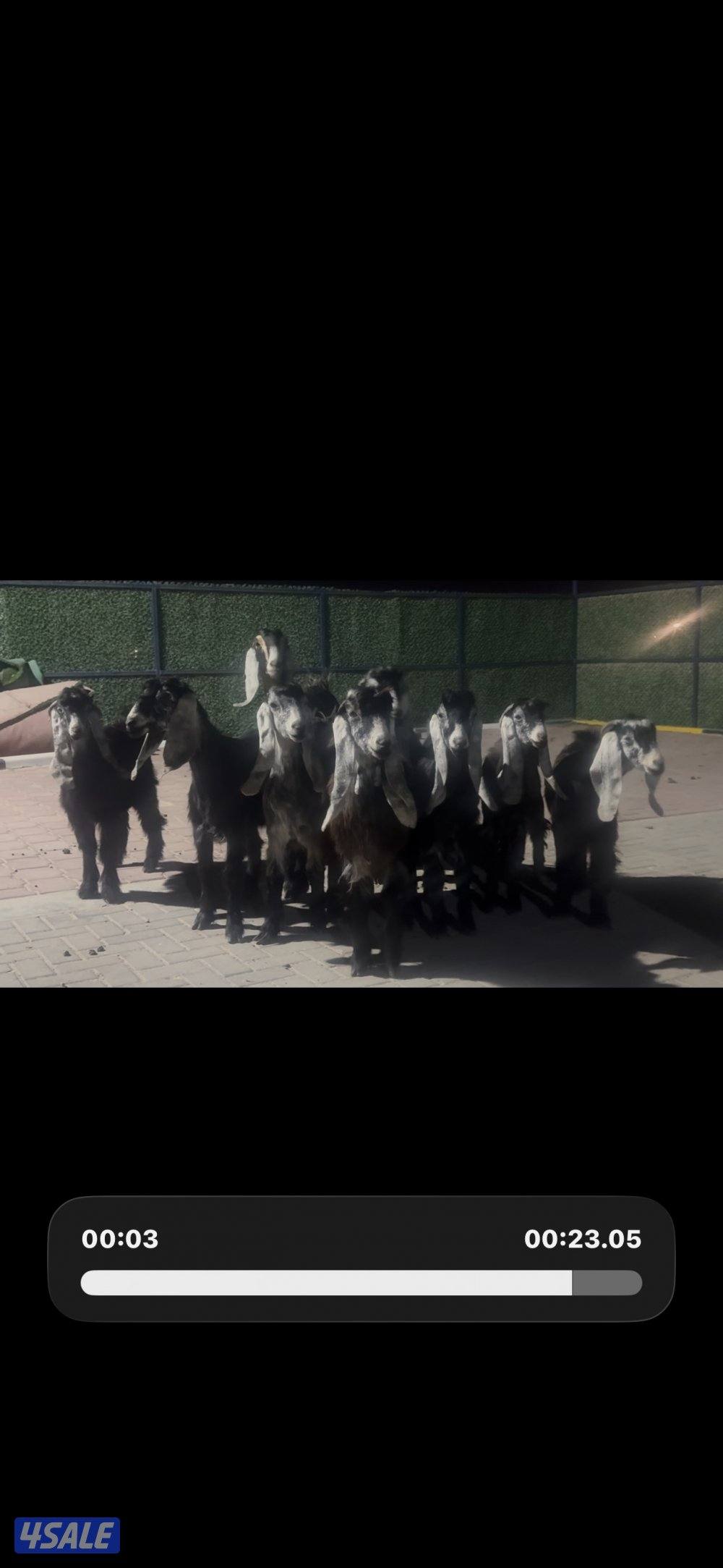 معزا عوارض ربش العداد 14 مع التيس8