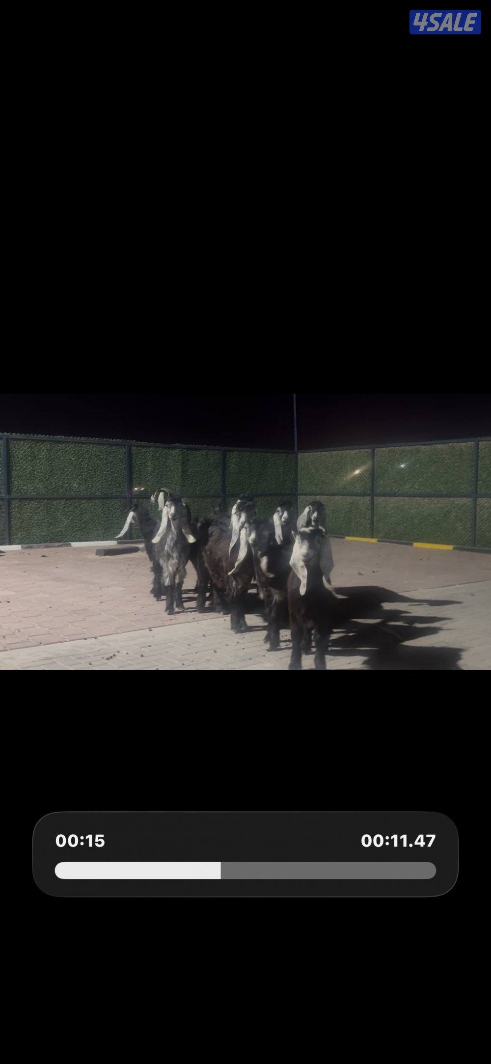 معزا عوارض ربش العداد 14 مع التيس9