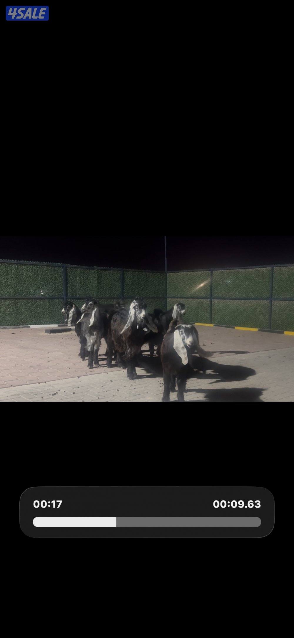 معزا عوارض ربش العداد 14 مع التيس11