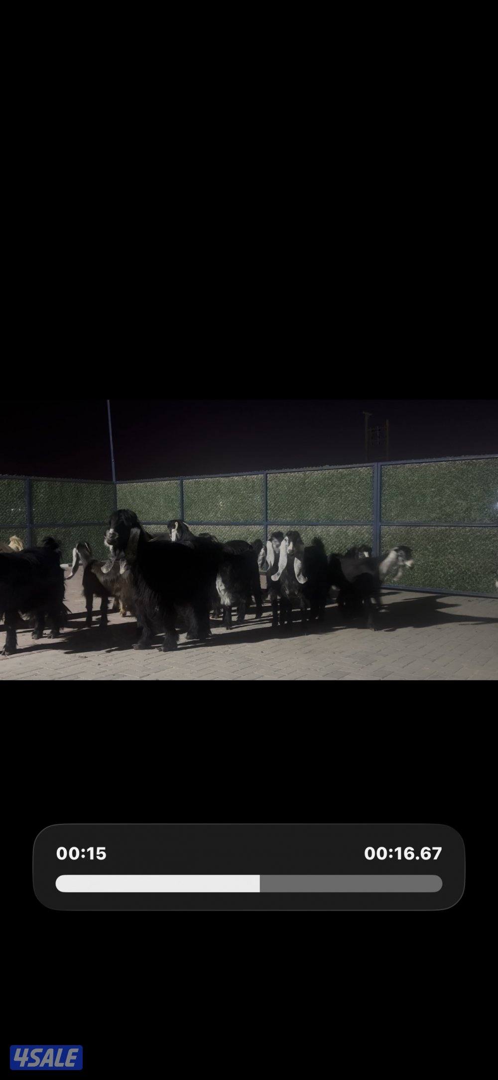 معزا عوارض ربش العداد 14 مع التيس14