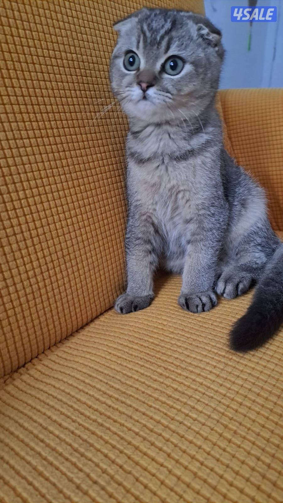 قطو عمره ٣ اشهر سكوتش فولد  لونه قولد بيج لعوب متعلم على اللتير بوكس0