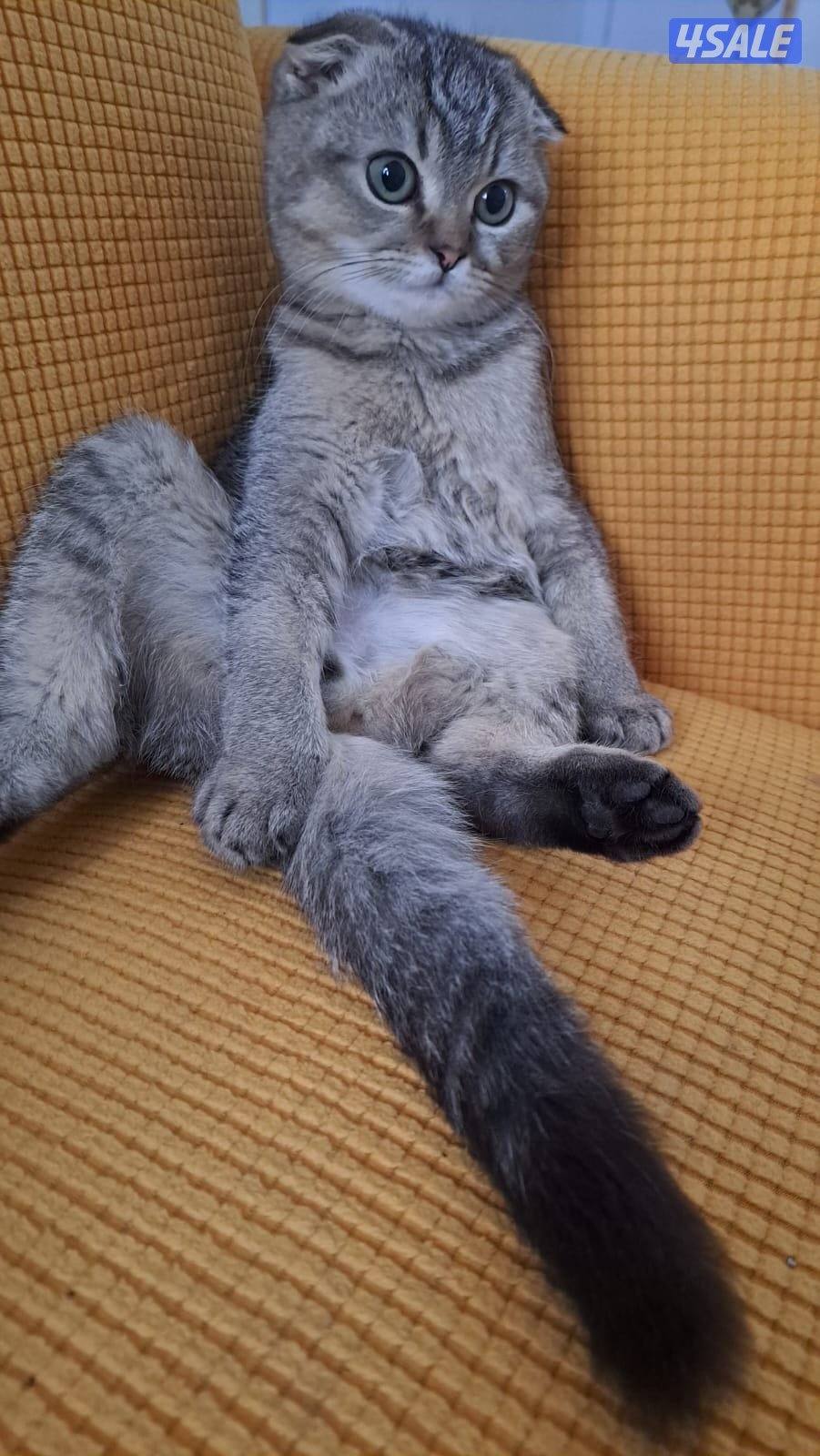 قطو عمره ٣ اشهر سكوتش فولد  لونه قولد بيج لعوب متعلم على اللتير بوكس1