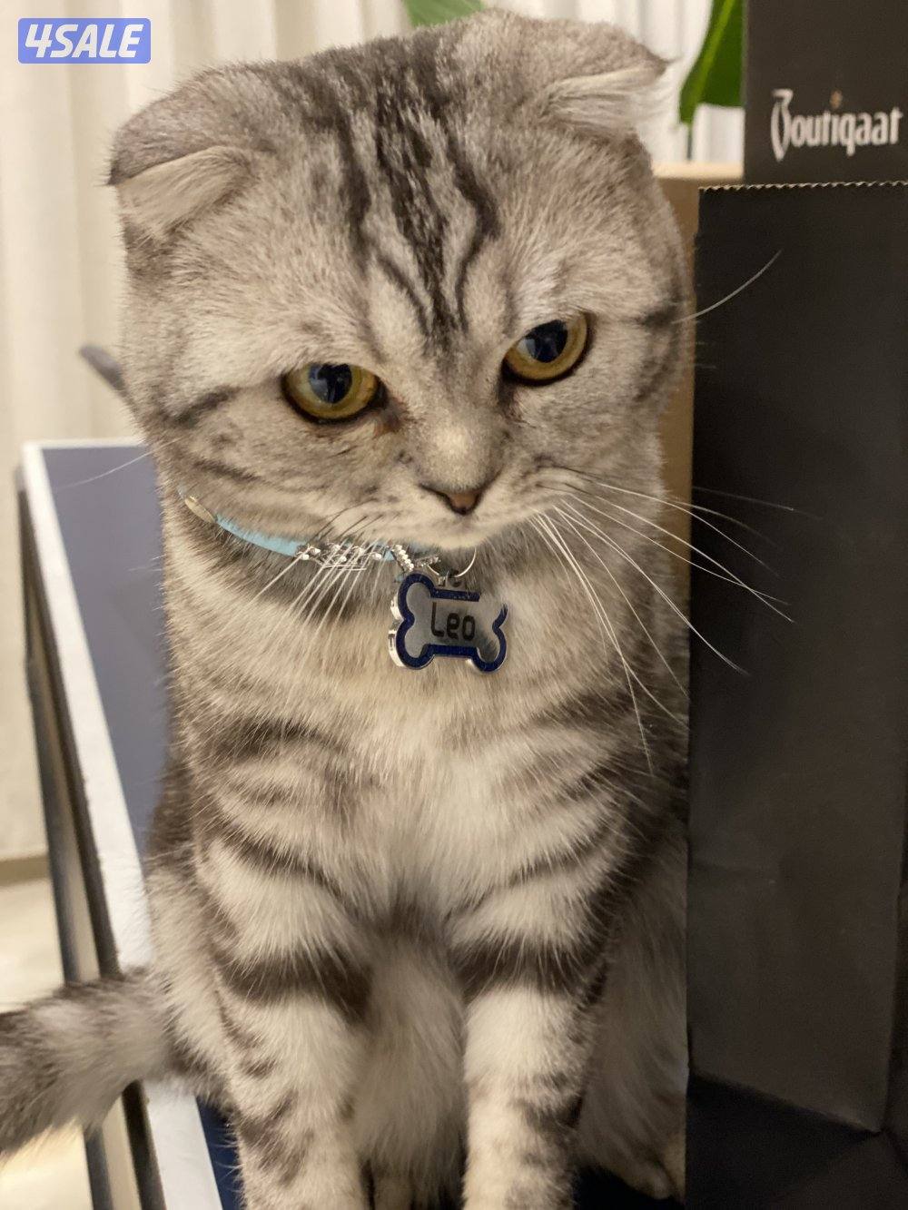 للبيع 3 قطط سكوتش فولد ذكر و 2 انثى الوحده ب 50 دينار وتساب5