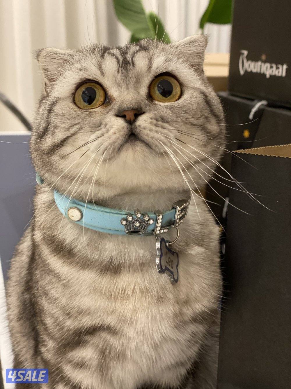 للبيع 3 قطط سكوتش فولد ذكر و 2 انثى الوحده ب 50 دينار وتساب6