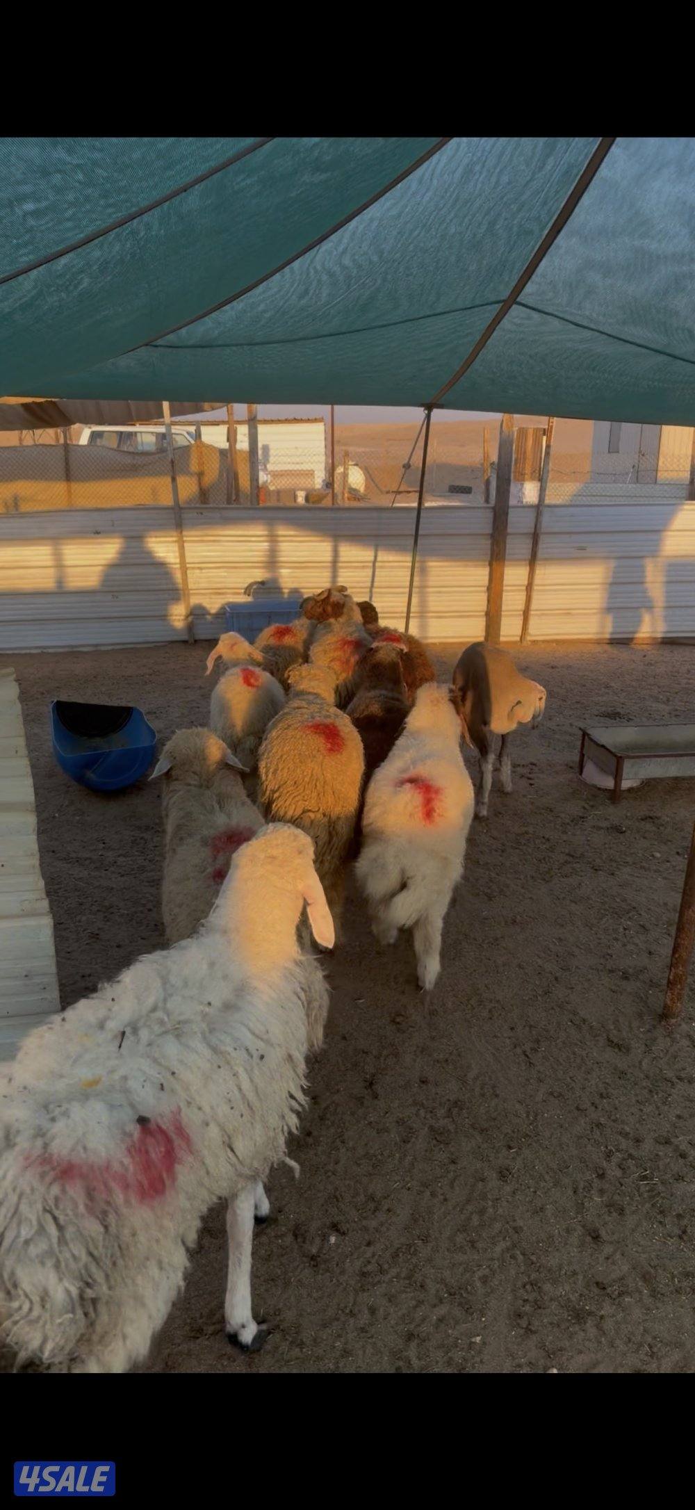 شفالي معلوف قديم0