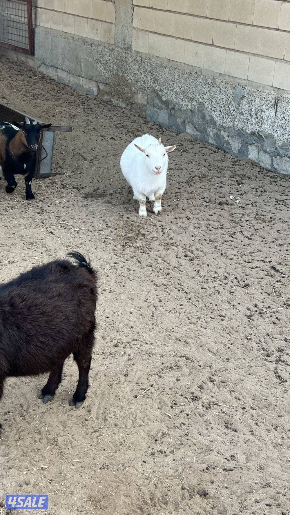 مجموعة جيكيات متنوعة0