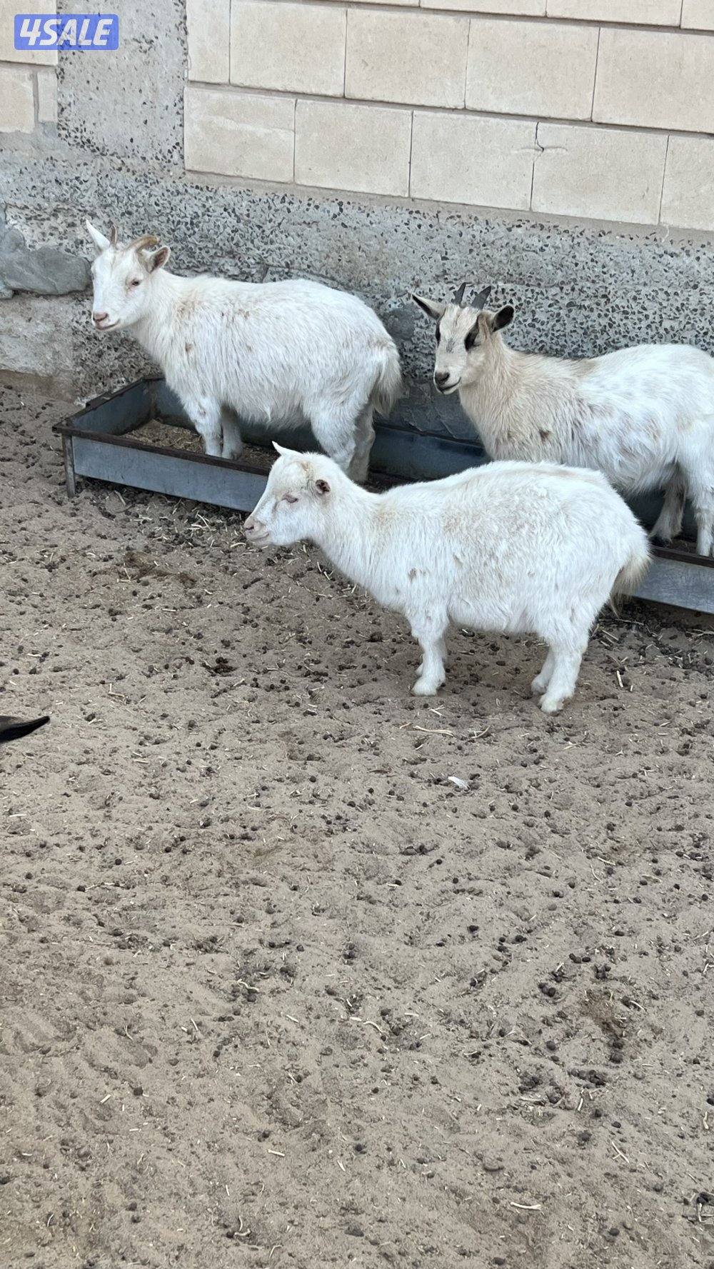 مجموعة جيكيات متنوعة1