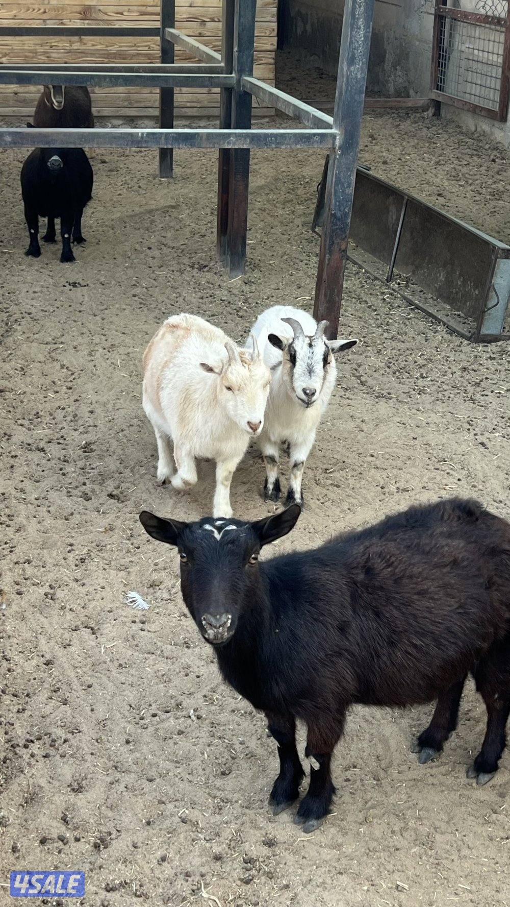 مجموعة جيكيات متنوعة2