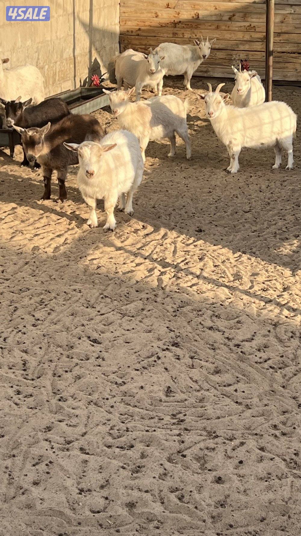 مجموعة جيكيات متنوعة4