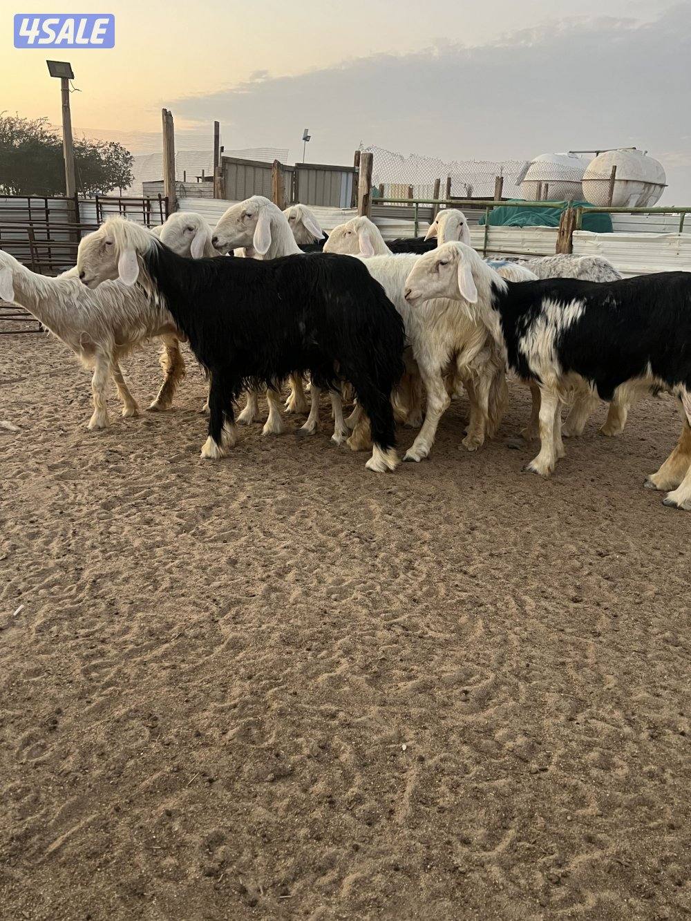 غنم نجد مضاريع رووس وجروم واشباب1