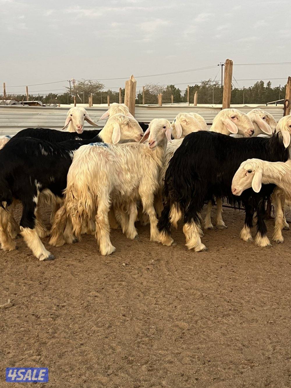 غنم نجد مضاريع رووس وجروم واشباب2