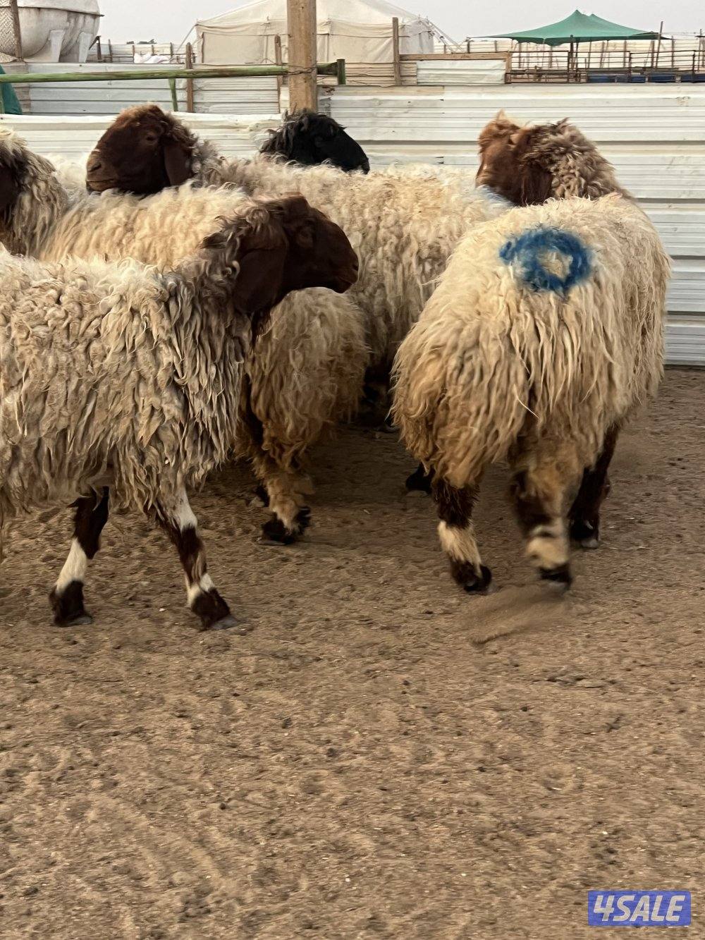 غنم نعيم سونار الغنم لون وجروم0