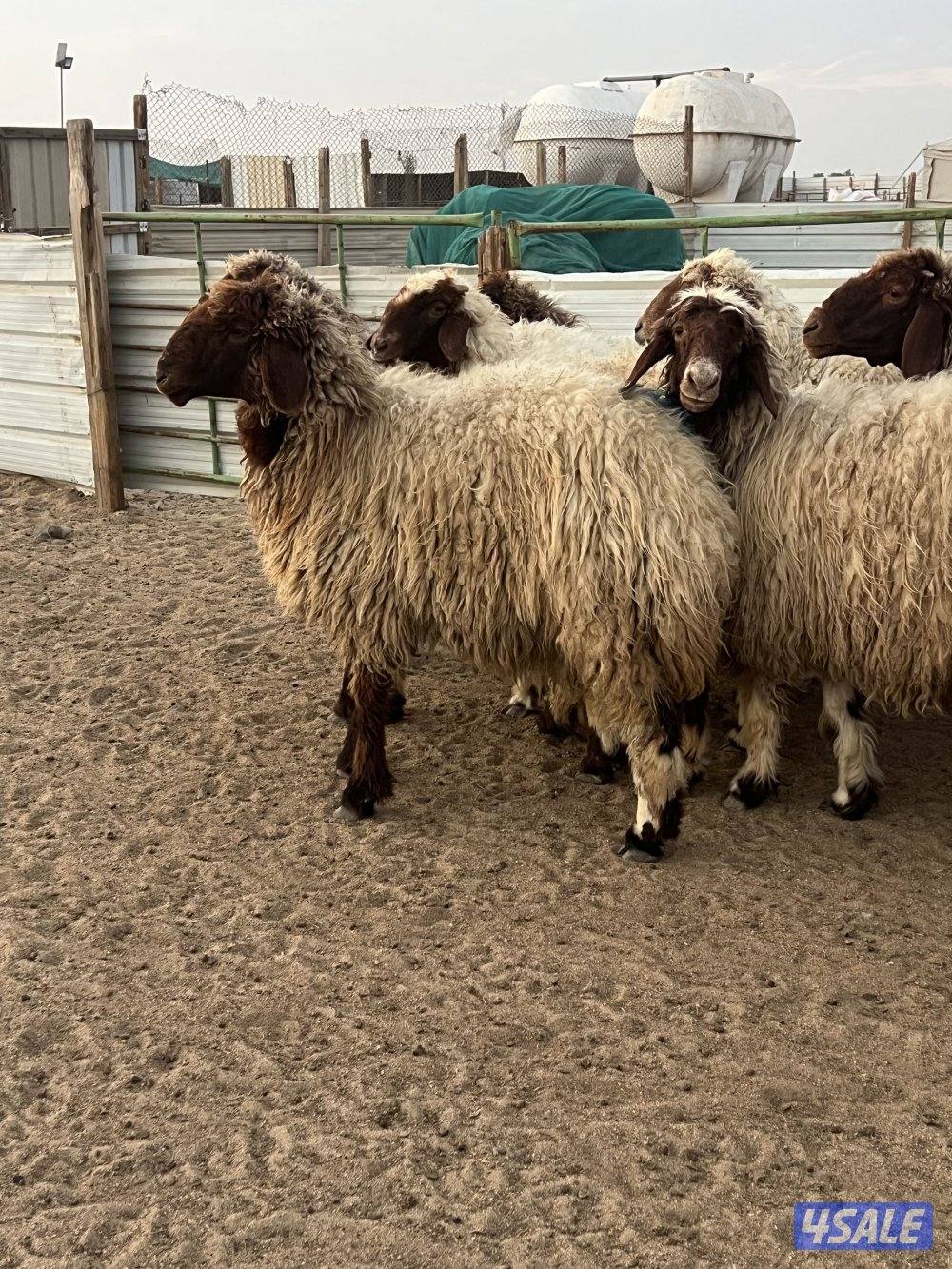 غنم نعيم سونار الغنم لون وجروم1