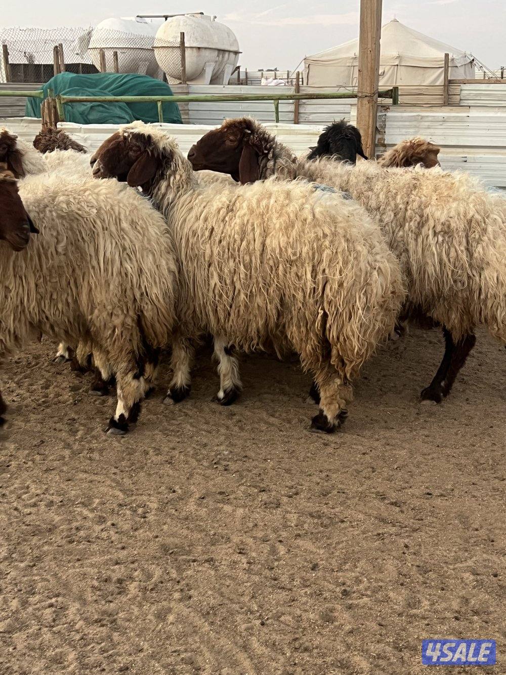 غنم نعيم سونار الغنم لون وجروم2