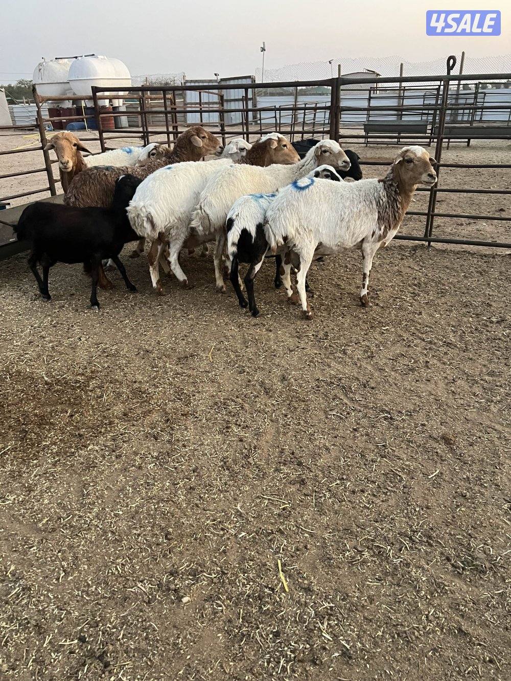 غنم الطمطم الافريقيه سونار سونار0