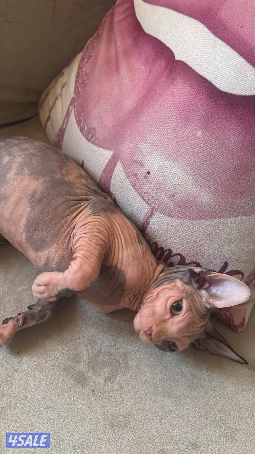 قطط سفنكس-Sphynx Cats1