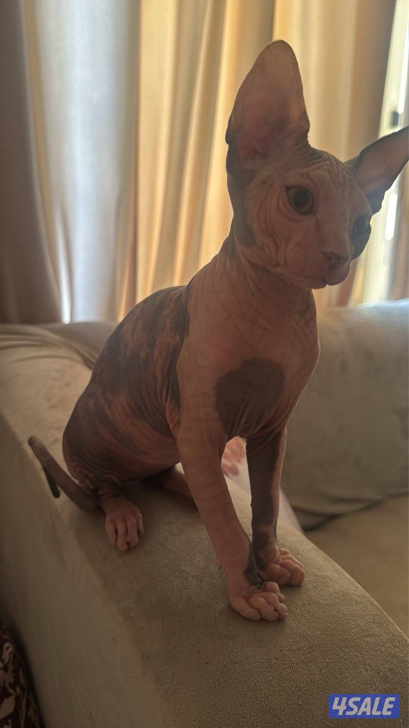 قطط سفنكس-Sphynx Cats2