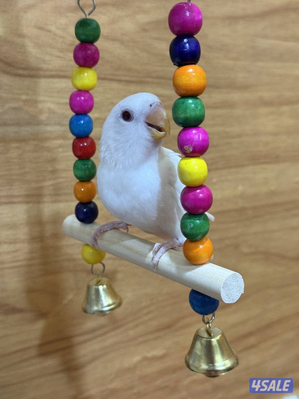 للبيع لوف بيرد ربوه يصلح حق الصغار والكبار تناديه يجيك نهاية عس0